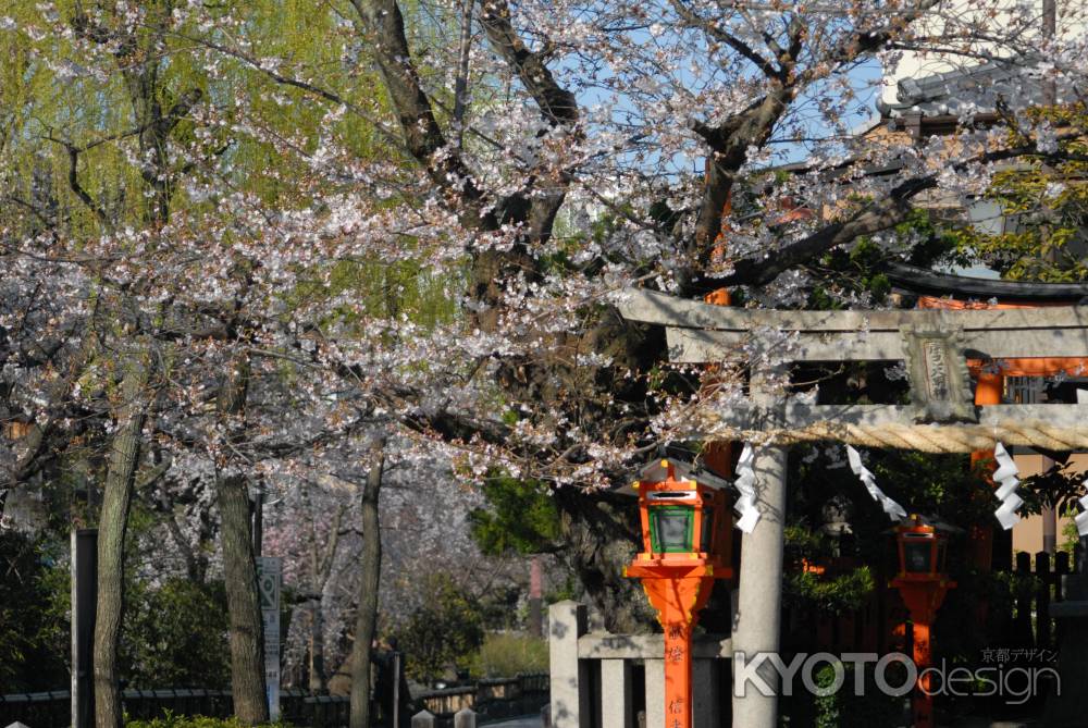 辰巳大明神の咲き始めた桜