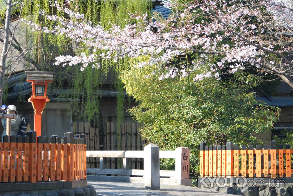 白川に架かる橋と桜