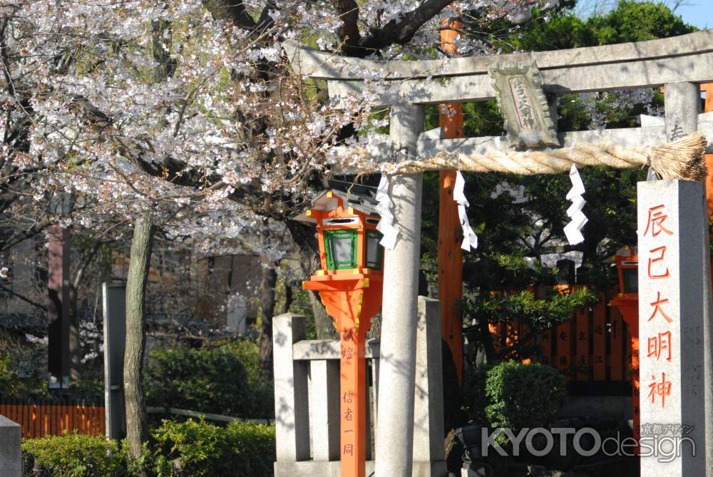 辰巳大明神の桜