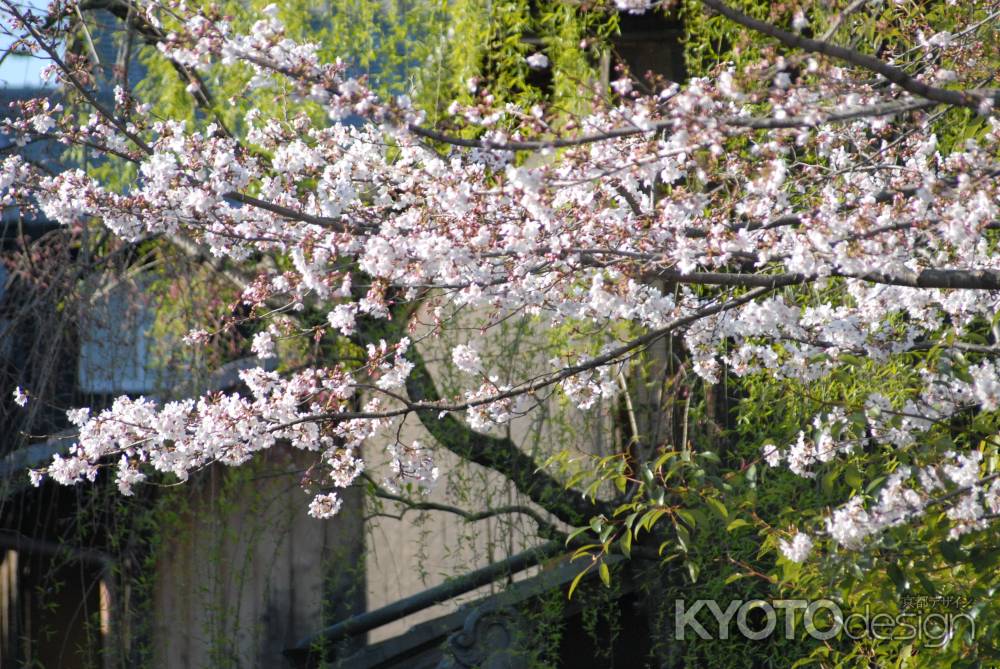 咲きほころぶ桜