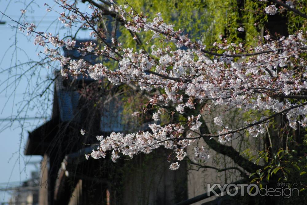 咲き始める桜