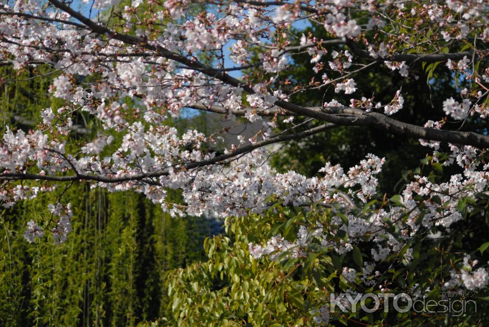 緑をバックに桜