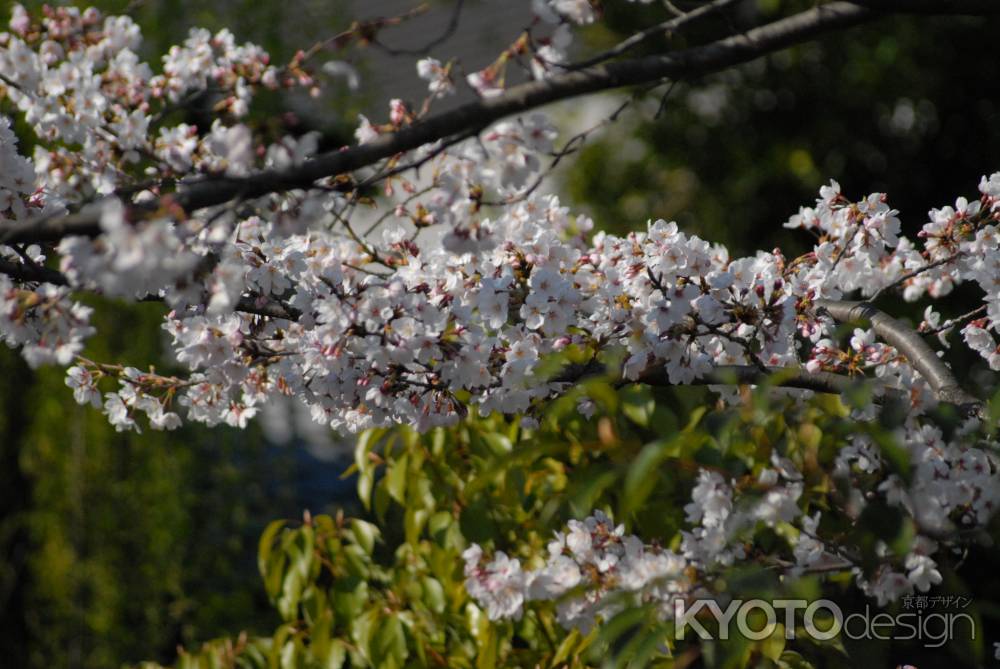 咲きそろった桜