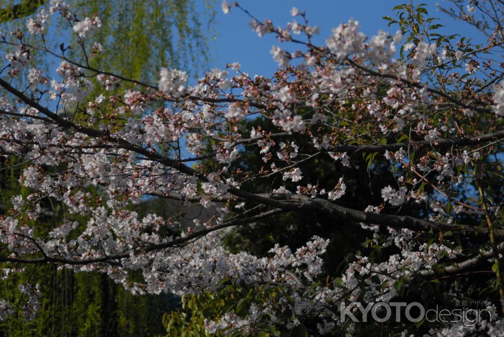 青空と桜