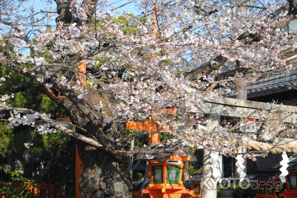 辰巳大明神鳥居の横の桜