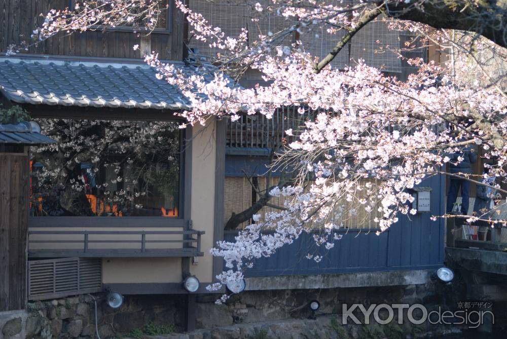 川沿いの桜