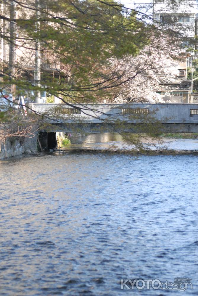 川に架かる橋と桜