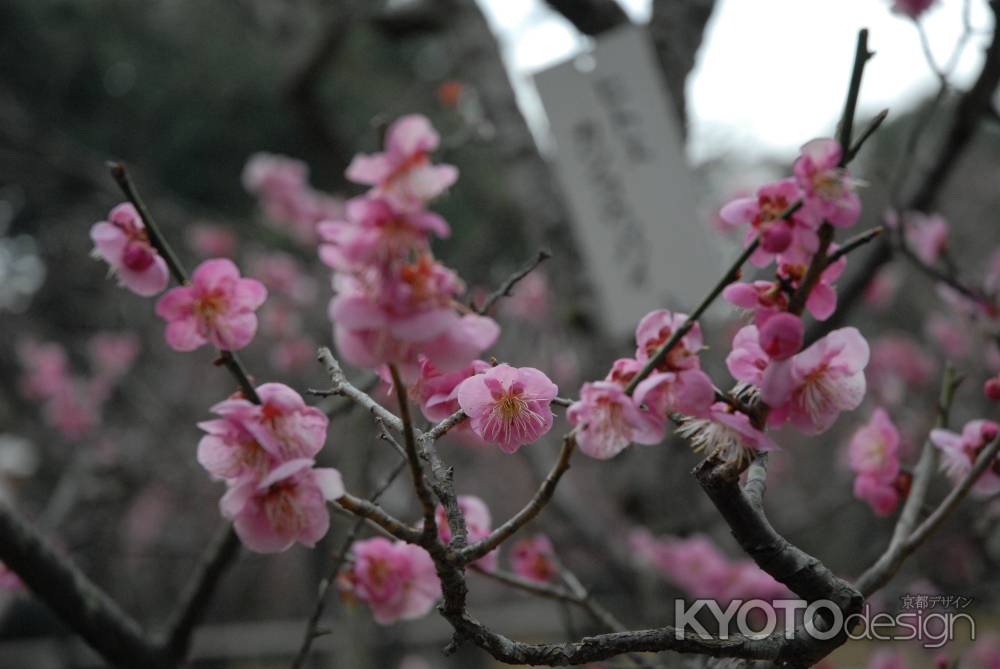 長岡天満宮の梅の花