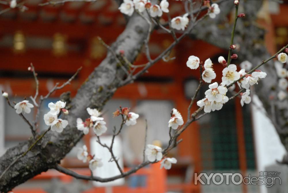 長岡天満宮社殿の前の梅