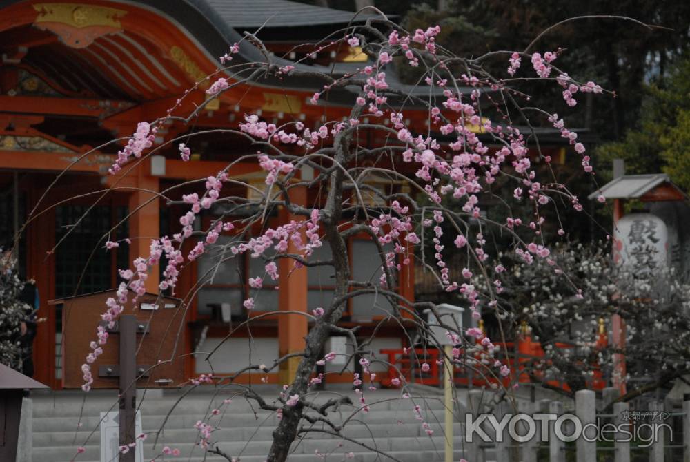 長岡天満宮社殿前の紅梅