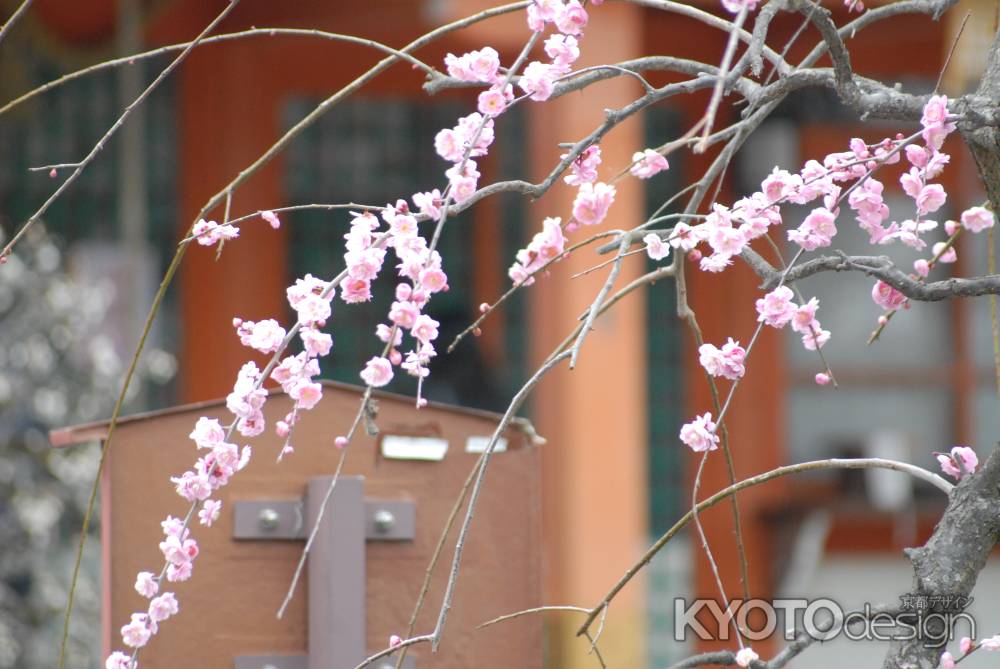 長岡天満宮の八重枝垂れ梅