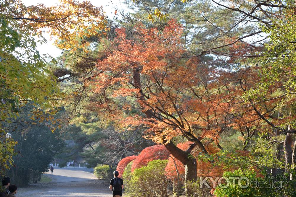 紅葉宝が池公園2