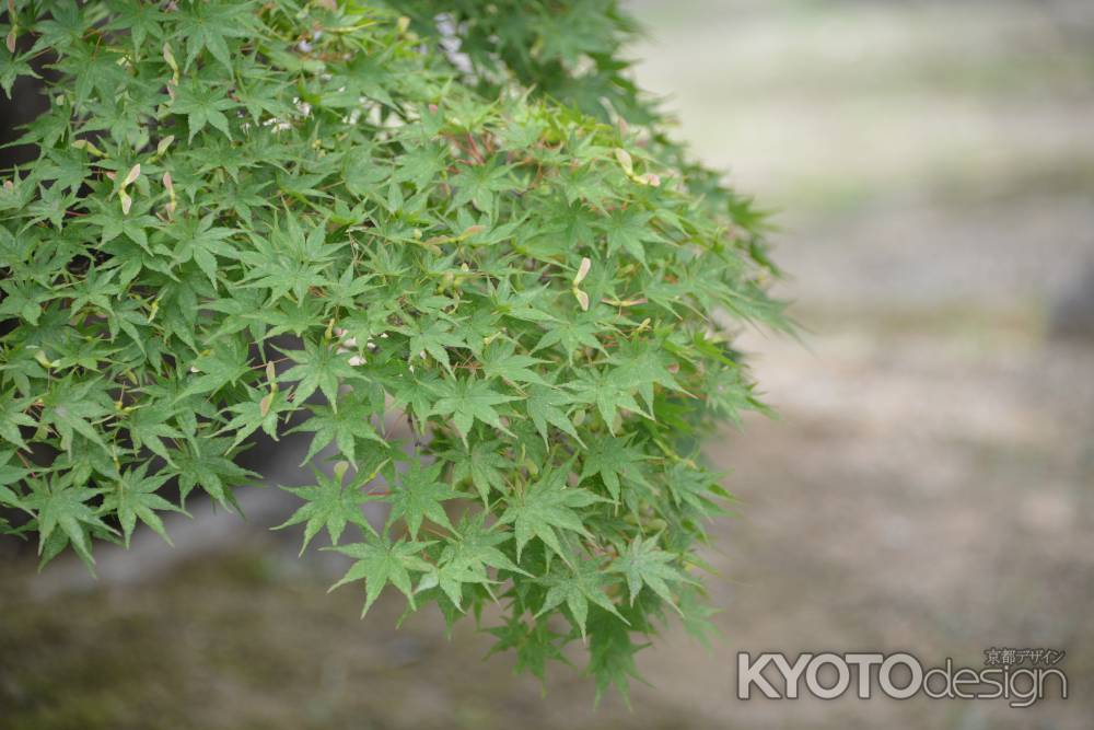 智積院青もみじ