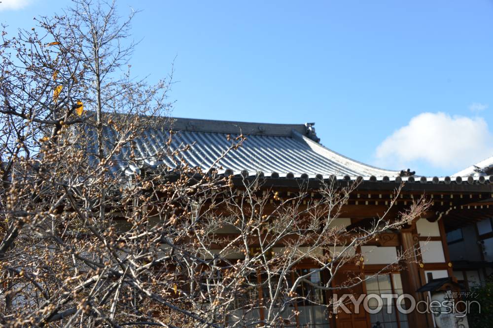 大蓮寺　蝋梅８