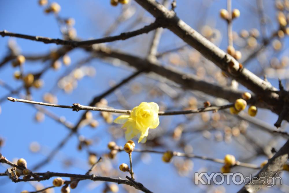 大蓮寺　蝋梅９
