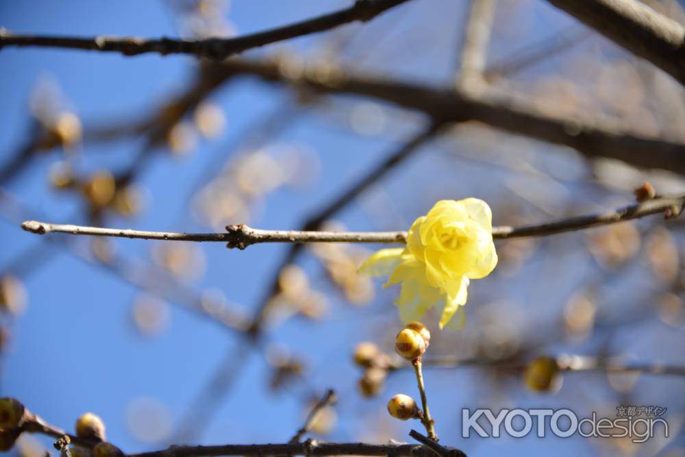 大蓮寺　蝋梅１０