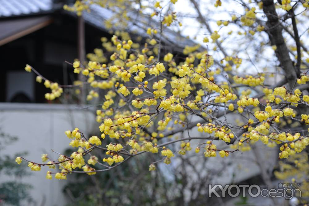 大蓮寺　蝋梅　曇り６