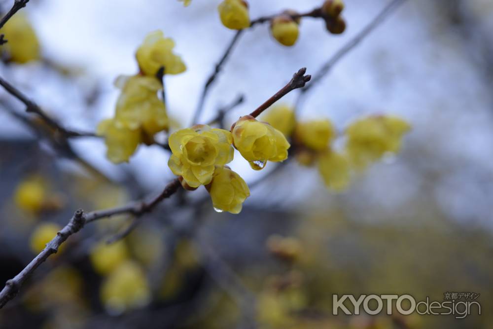 大蓮寺　蝋梅　曇り9