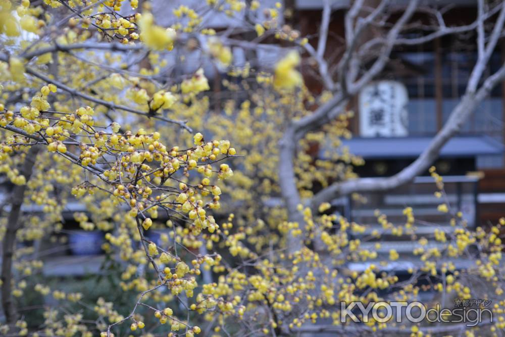 大蓮寺　蝋梅　曇り10