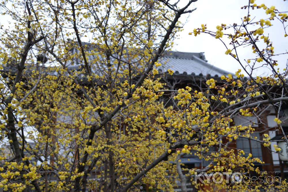 大蓮寺　蝋梅　曇り14