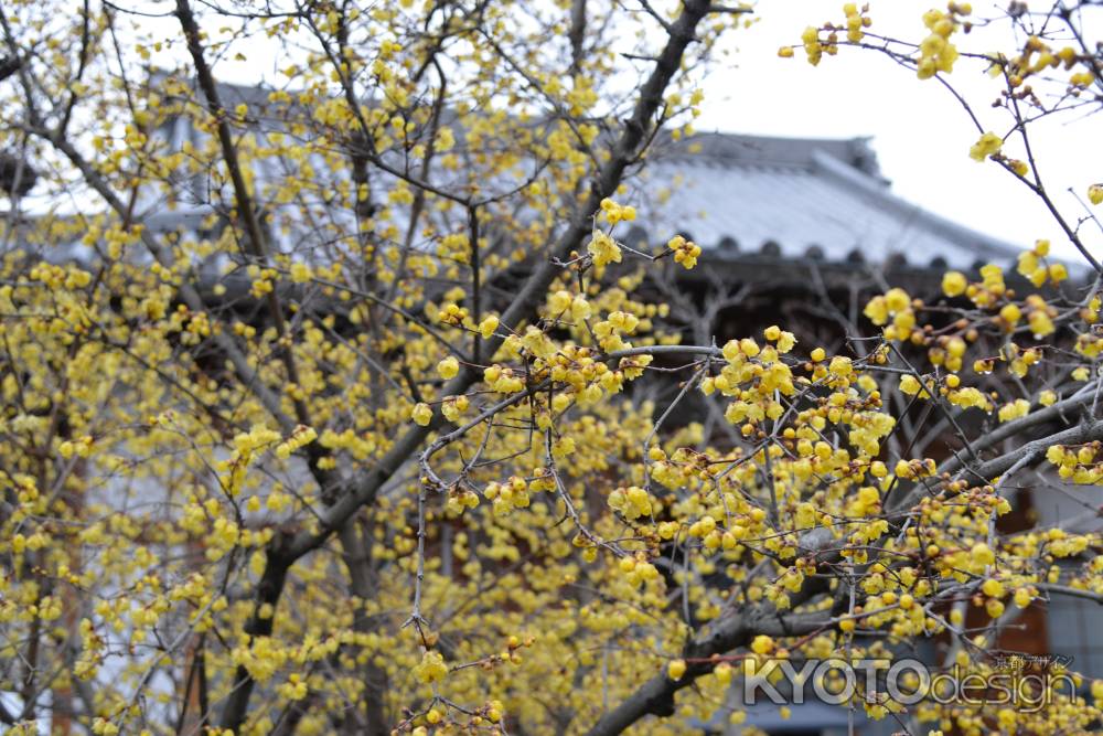 大蓮寺　蝋梅　曇り15