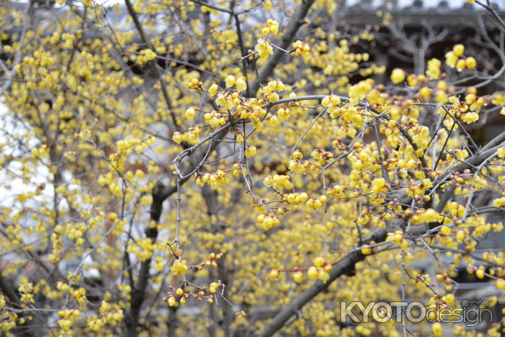 大蓮寺　蝋梅　曇り17