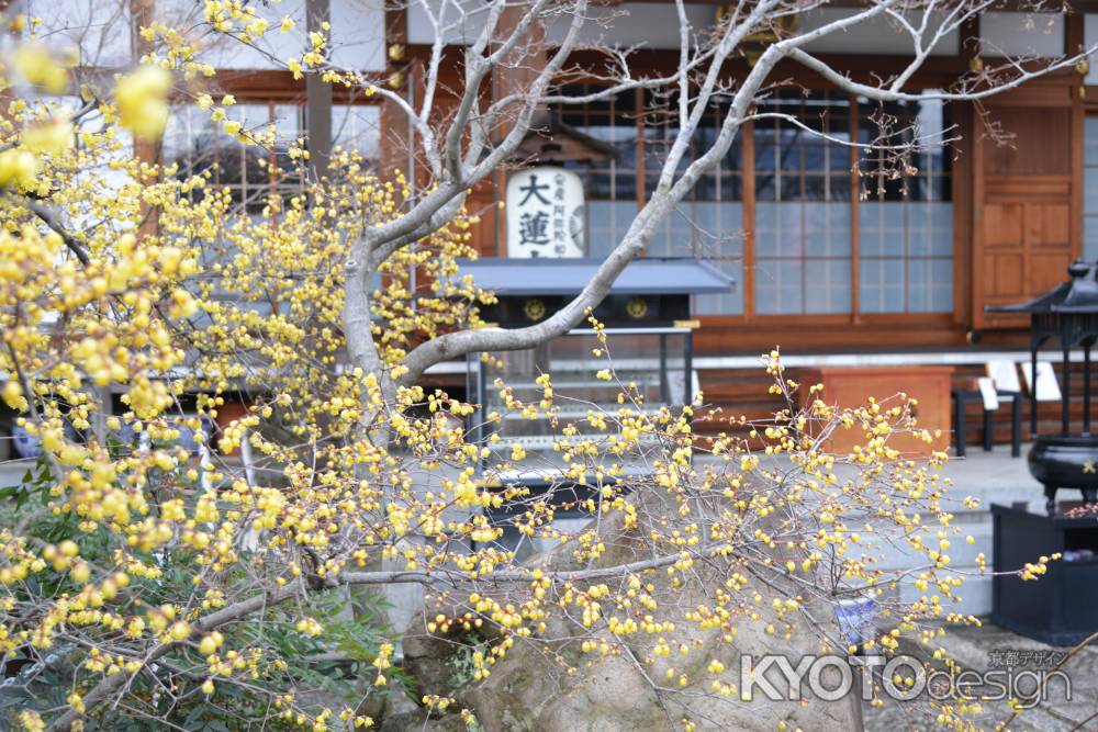 大蓮寺　蝋梅　曇り19