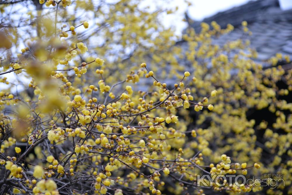 大蓮寺　蝋梅　曇り22