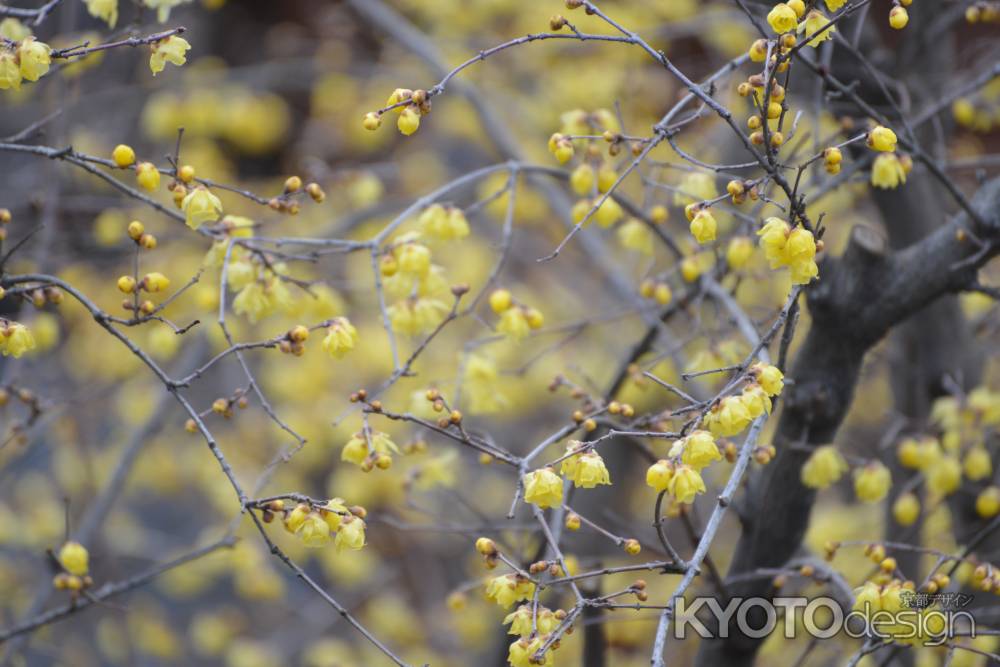 大蓮寺　蝋梅　曇り29