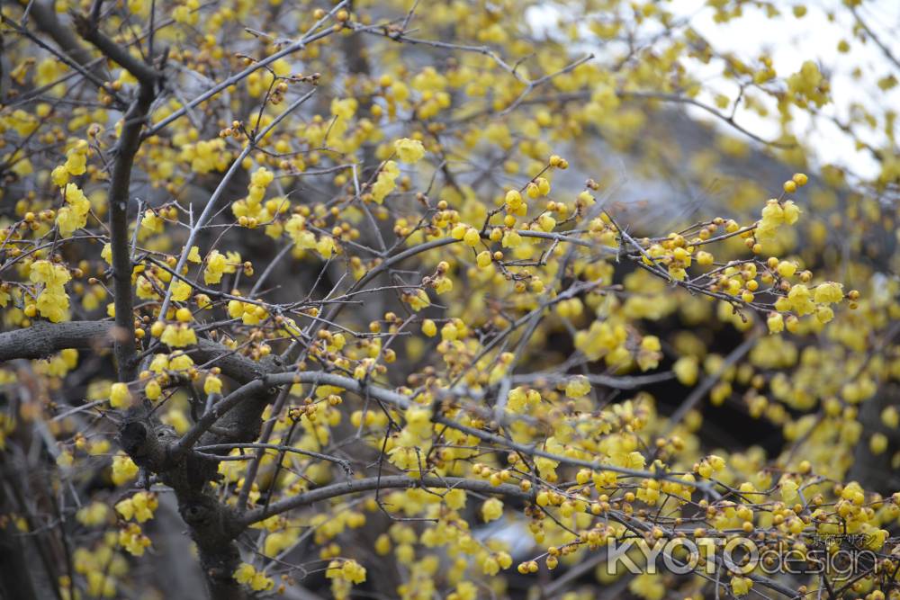 大蓮寺　蝋梅　曇り33
