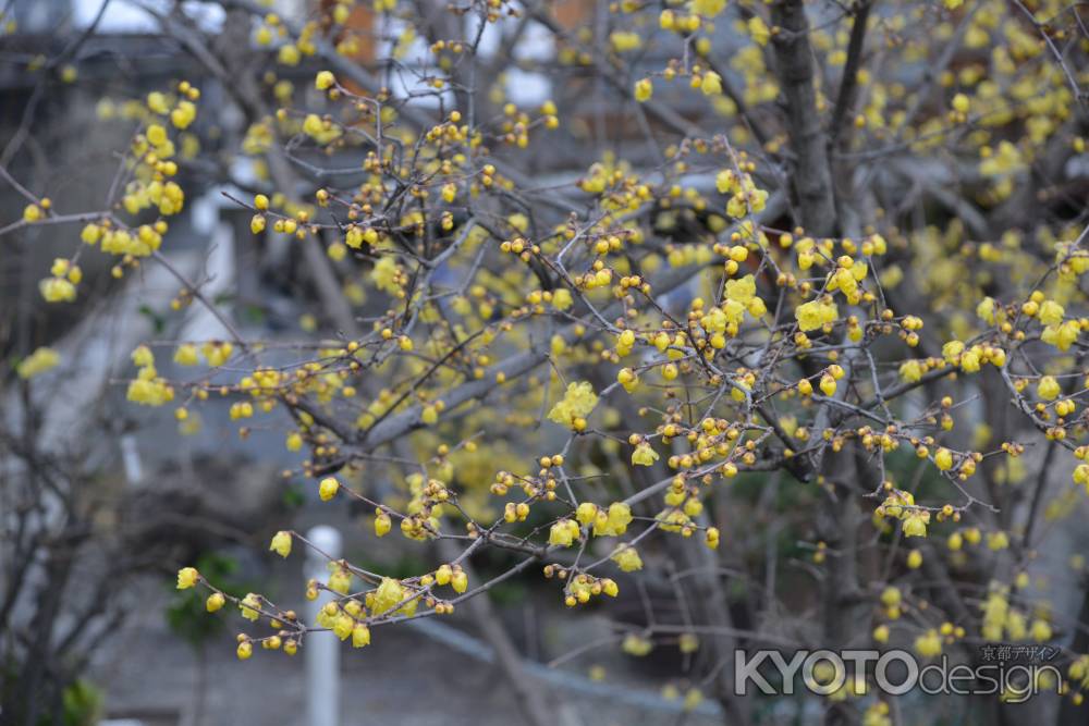 大蓮寺　蝋梅　曇り35