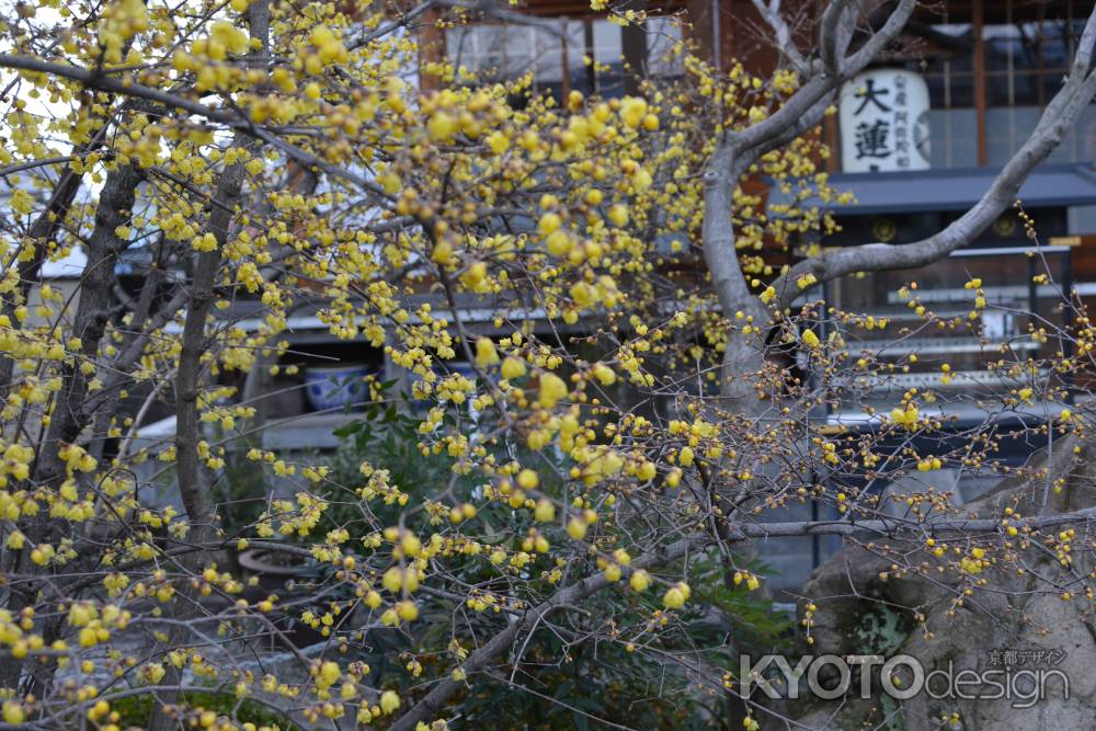 大蓮寺　蝋梅　曇り38