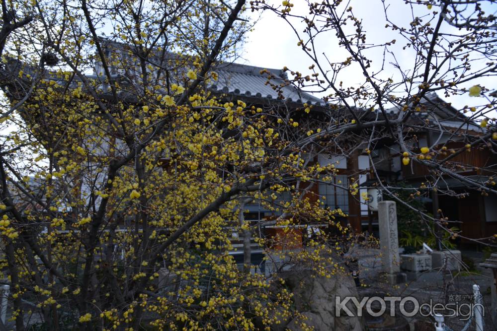 大蓮寺　蝋梅　曇り40