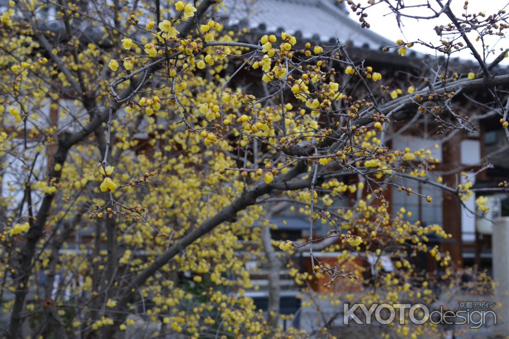 大蓮寺　蝋梅　曇り41