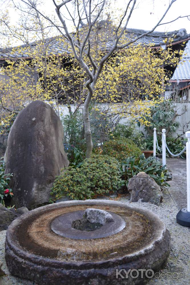 大蓮寺　蝋梅　曇り44