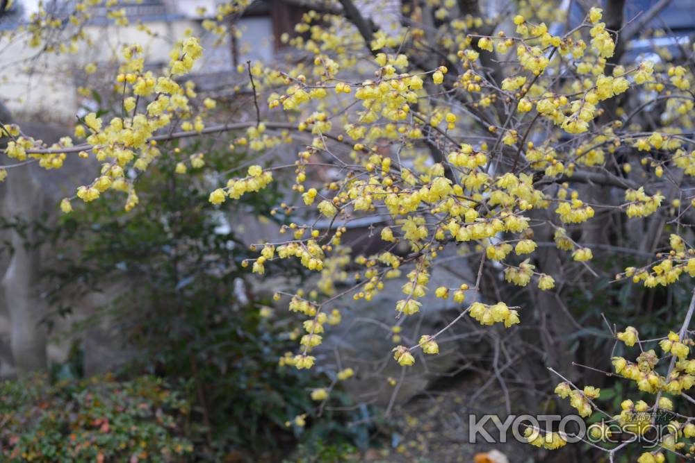 大蓮寺　蝋梅　曇り46