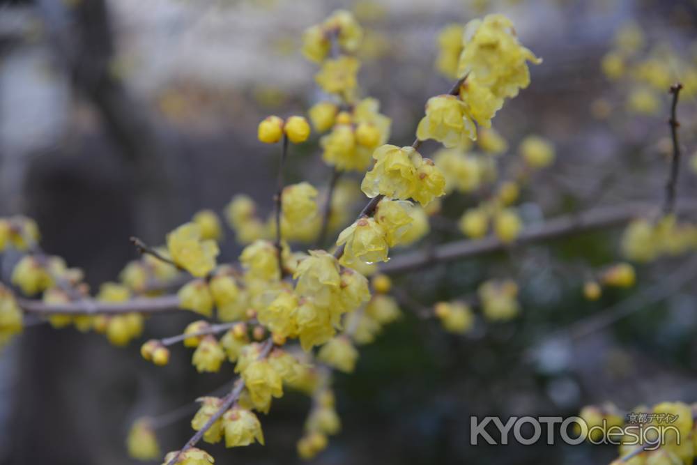 大蓮寺　蝋梅　曇り47