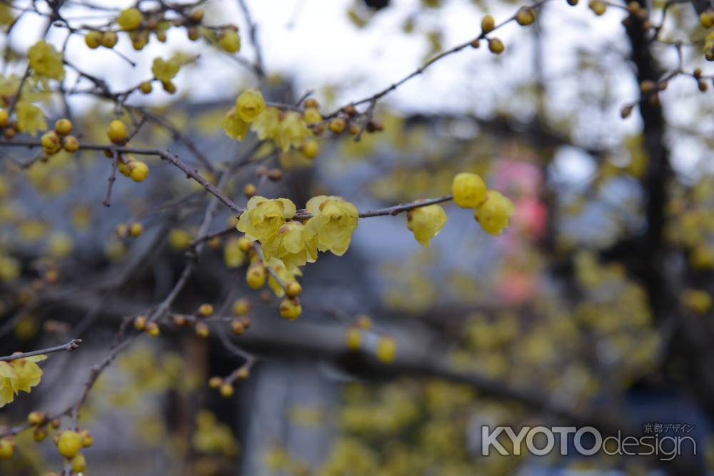 大蓮寺　蝋梅　曇り49