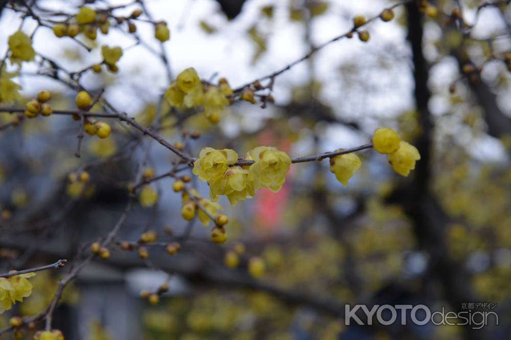 大蓮寺　蝋梅　曇り50