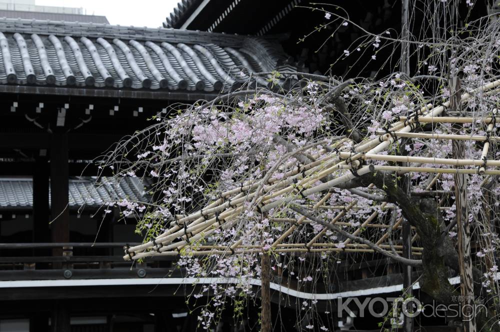 佛光寺　桜１