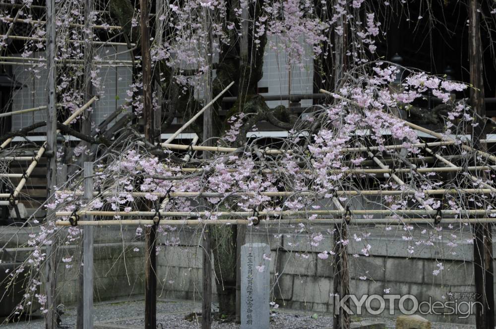 佛光寺　桜２