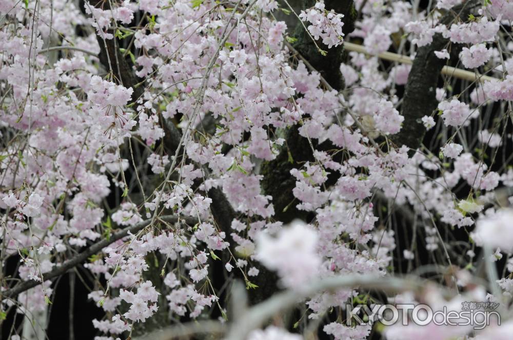 佛光寺　桜３