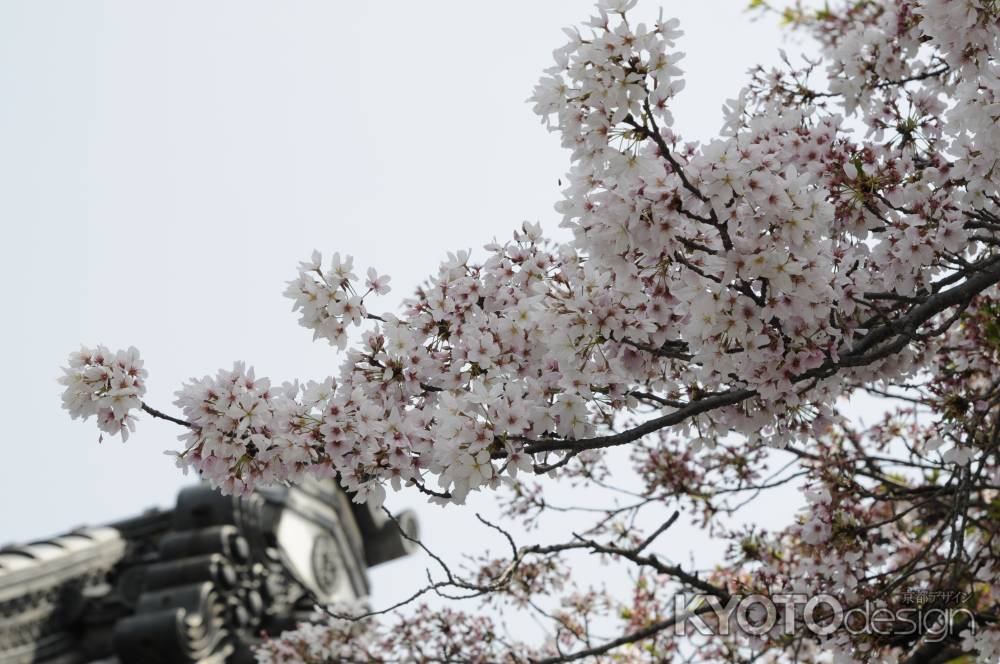 佛光寺　桜４