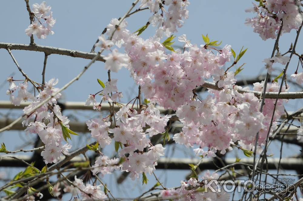 佛光寺　桜５