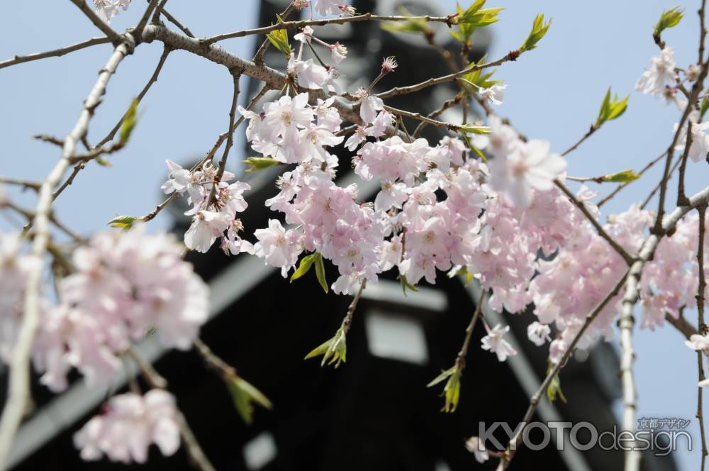 佛光寺　桜６