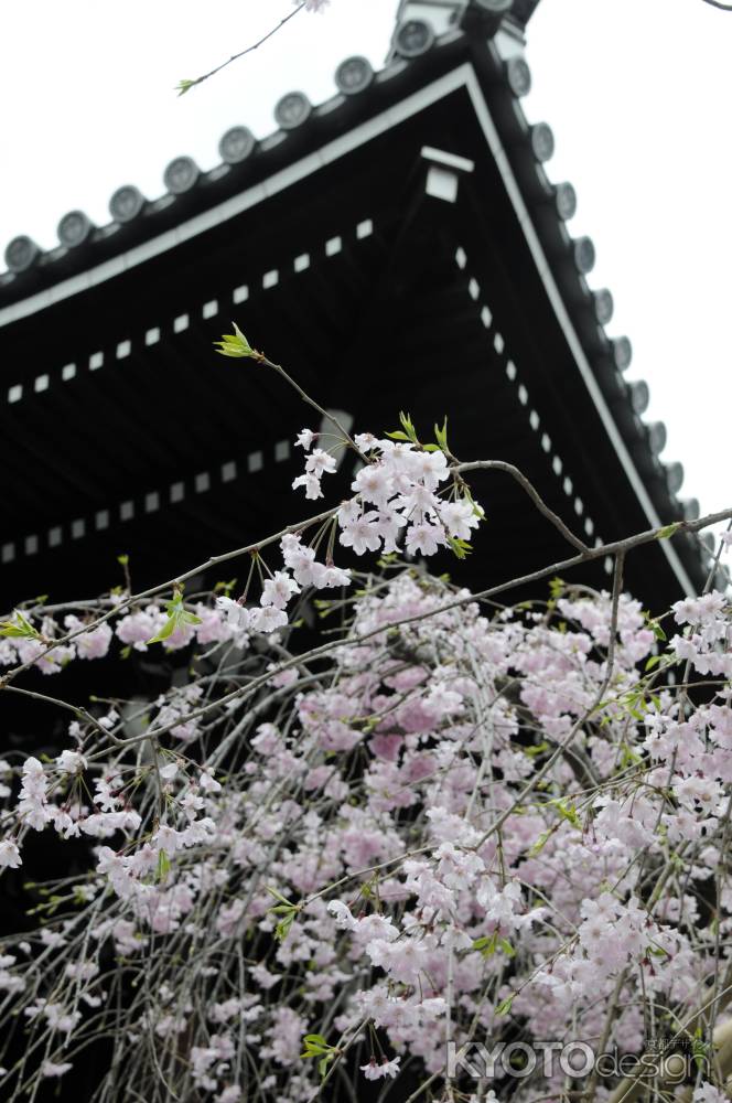 佛光寺　桜７