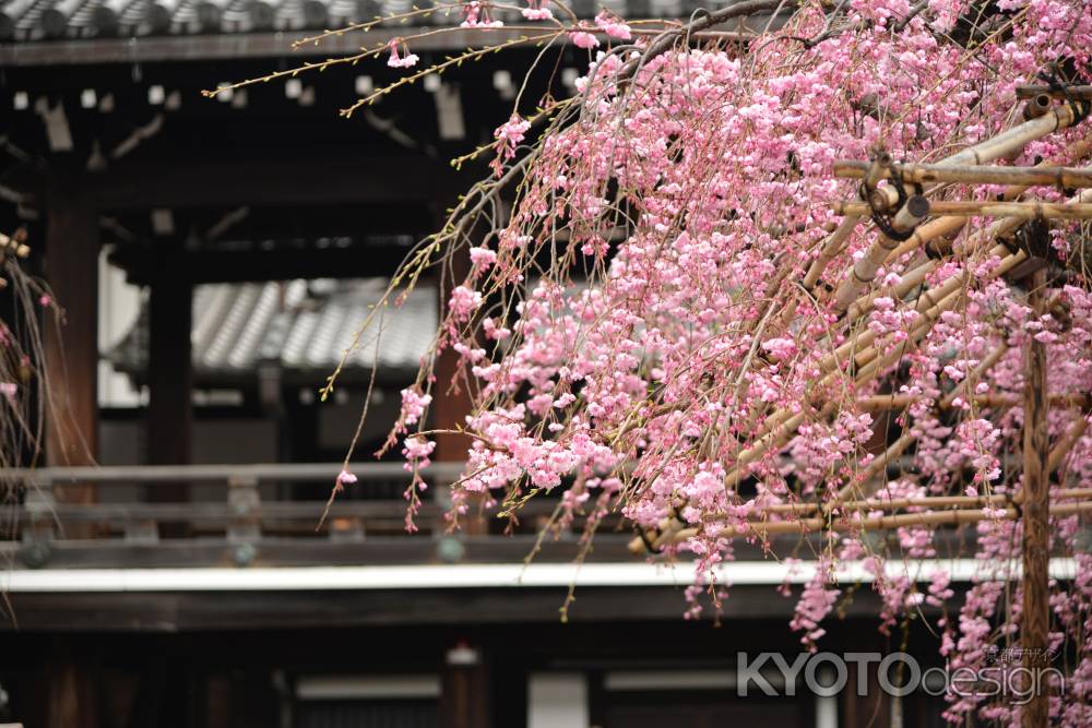 佛光寺　桜９