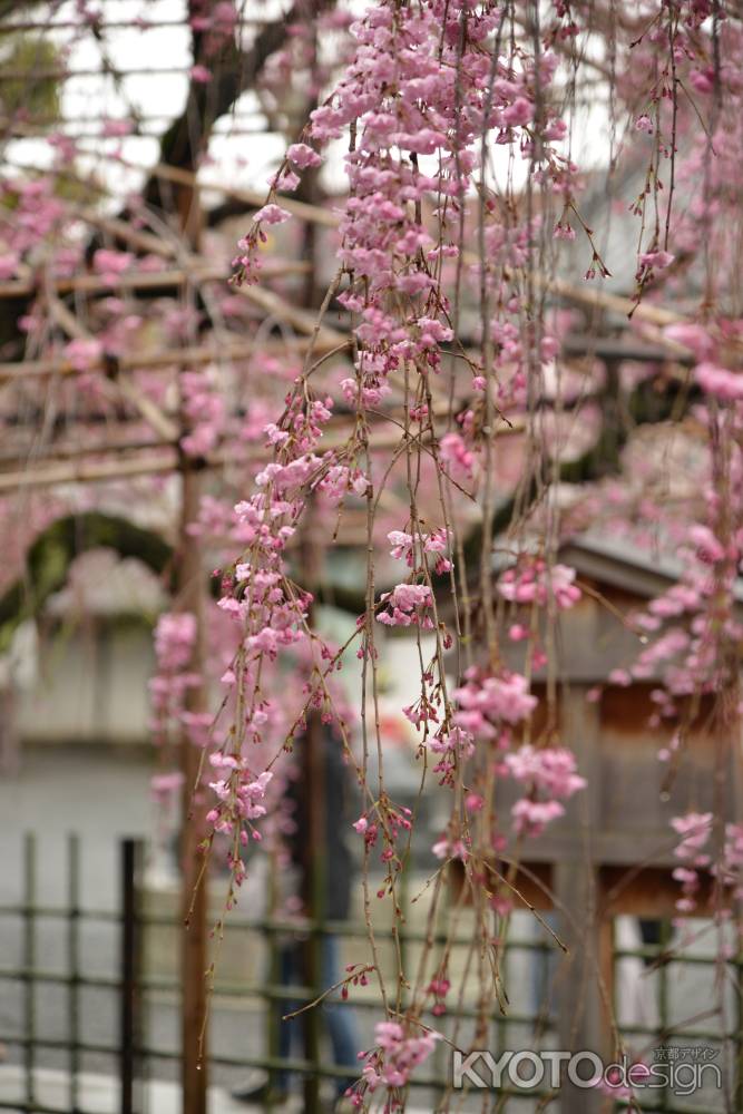 佛光寺　桜１０