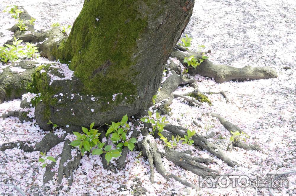 佛光寺　桜１１