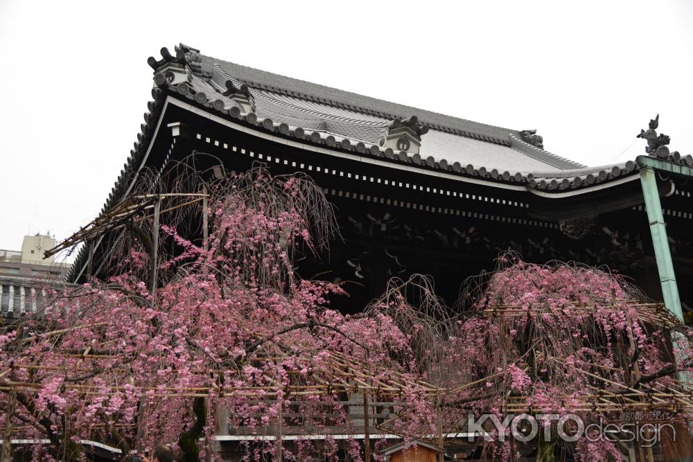 佛光寺　桜１２